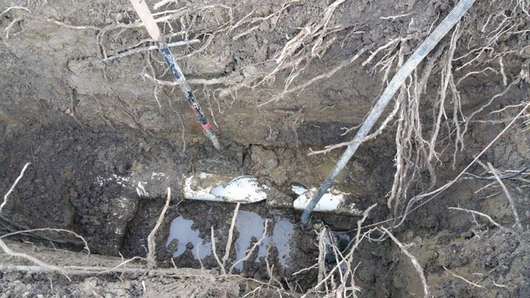 Tree Roots Invading Plumbing Pipes 